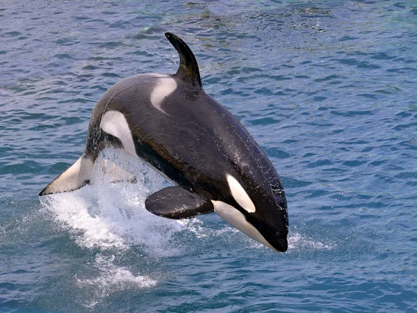 Baleia orca