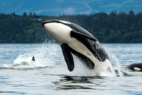 Curiosidades sobre os sentidos dos Animais: Além dos cinco sentidos em Curiosidades, Vida Animal Curiosidades sobre os sentidos dos Animais: Além dos cinco sentidos