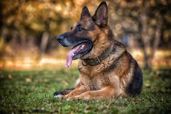 Curiosidades sobre os sentidos dos Animais: Além dos cinco sentidos em Curiosidades, Vida Animal Curiosidades sobre os sentidos dos Animais: Além dos cinco sentidos