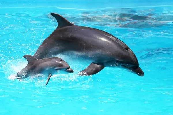 Curiosidades sobre os sentidos dos Animais: Além dos cinco sentidos em Curiosidades, Vida Animal Curiosidades sobre os sentidos dos Animais: Além dos cinco sentidos