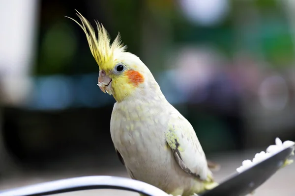 Canários