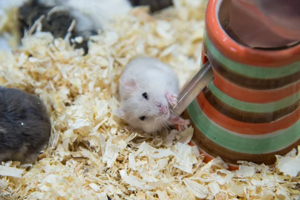  hamsters