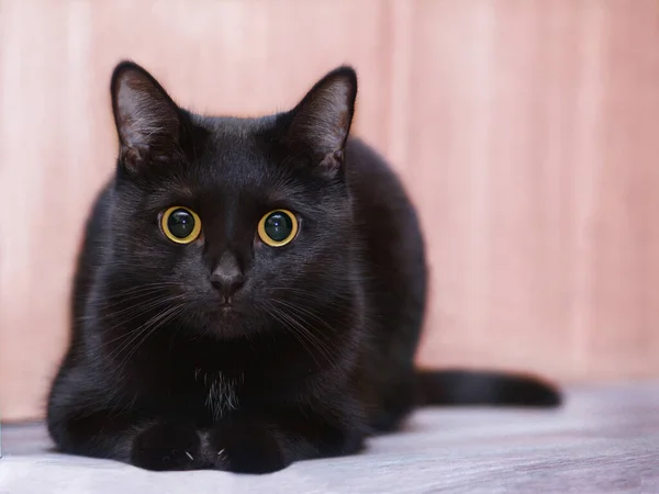 O Lado Misterioso dos Gatos Pretos: Superstições e Cultura Popular em Gatos O Lado Misterioso dos Gatos Pretos: Superstições e Cultura Popular