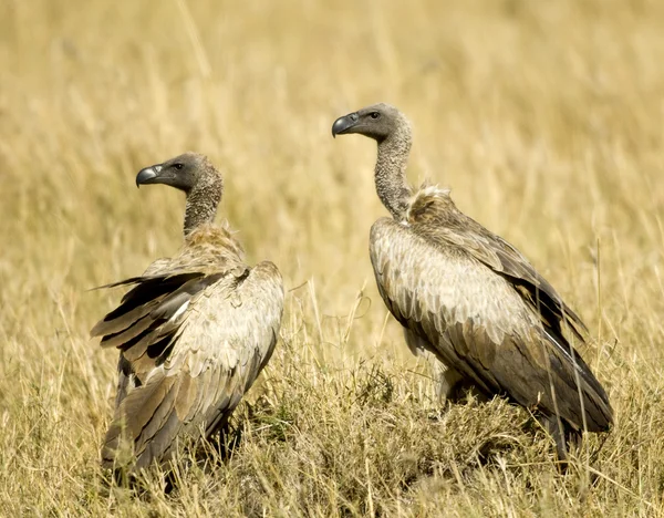 Por Que Os Urubus São Essenciais para o Meio Ambiente? em Animais Selvagens Urubus