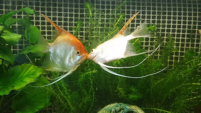 Alimentação dos Peixes Escalares