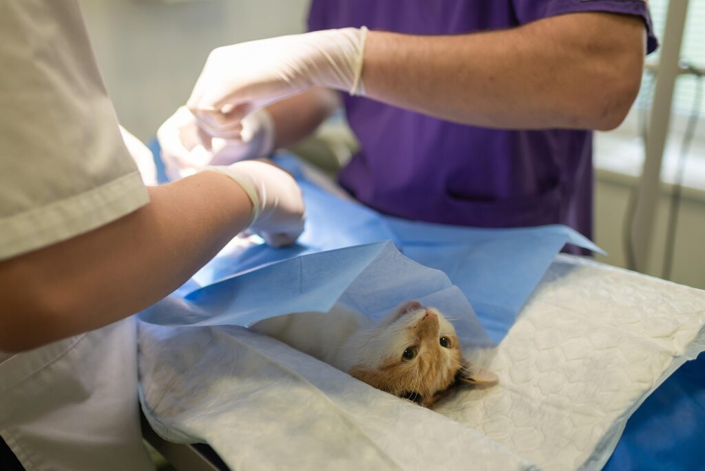 A Importância do Veterinário e Quando Procurar Ajuda Para o Seu Animal em Animais de Estimação veterinário operação