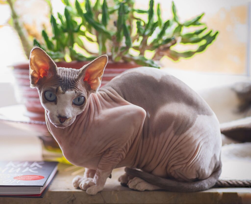 Don Sphynx: O Gato Sem Pelo de Personalidade Inesquecível em Animais de Estimação, Gatos gato sem pelo