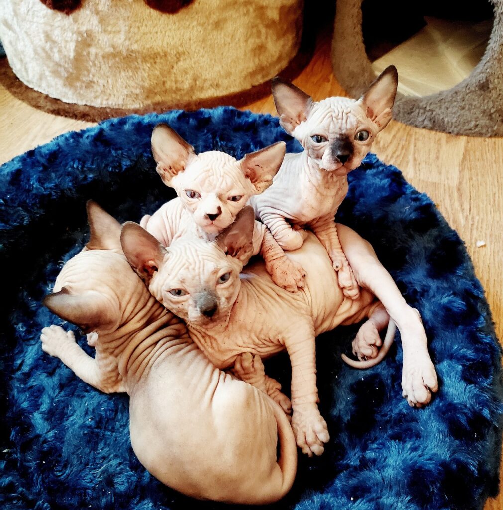 Don Sphynx: O Gato Sem Pelo de Personalidade Inesquecível em Animais de Estimação, Gatos Don Sphynx
