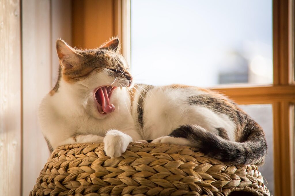 Caras de Gato: Decifrar Expressões Faciais e Emoções em Animais de Estimação, Gatos Caras de Gato: Decifrar Expressões Faciais e Emoções