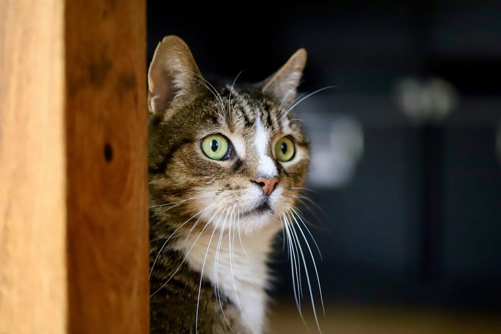 Caras de Gato: Decifrar Expressões Faciais e Emoções em Animais de Estimação, Gatos gato curioso
