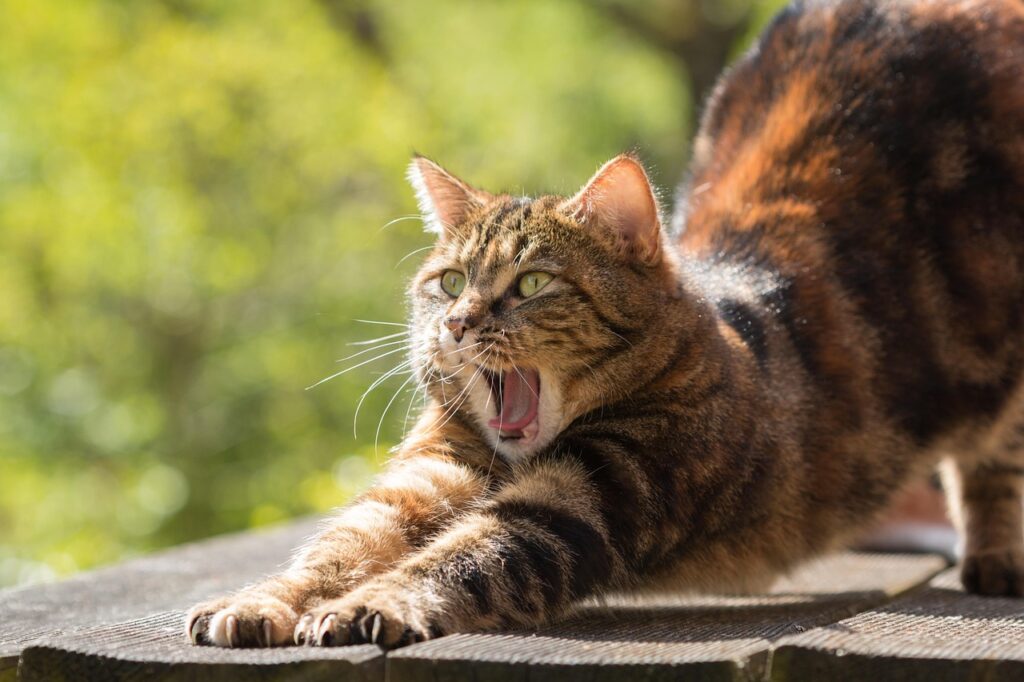 Caras de Gato: Decifrar Expressões Faciais e Emoções em Animais de Estimação, Gatos expressões faciais