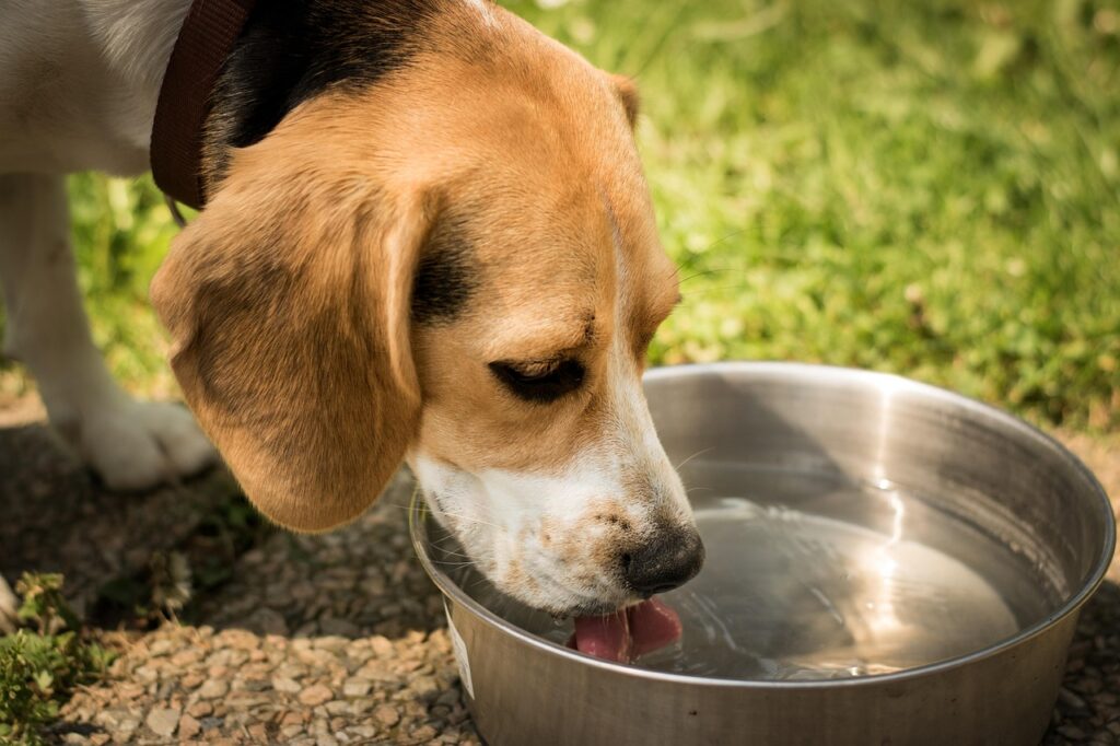 Dicas de Segurança no Verão para o Teu Cachorro em Animais de Estimação, Cães cão beber água