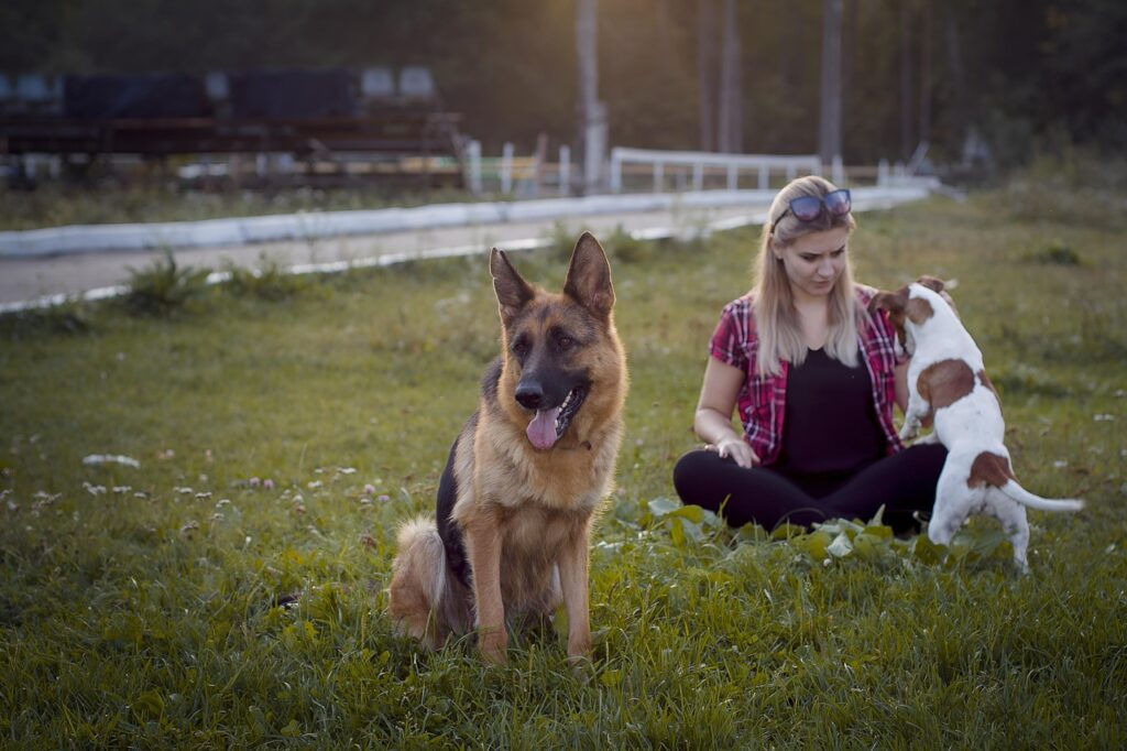 Decifrar a Linguagem Corporal dos Cães em Animais de Estimação, Cães Decifrar a Linguagem Corporal dos Cães