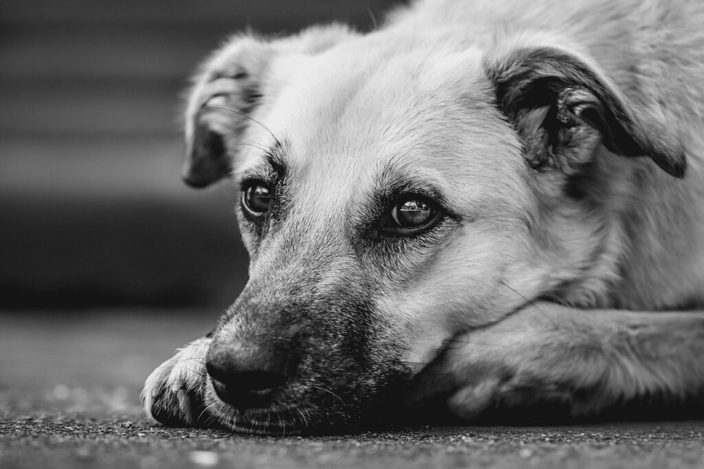 Decifrar a Linguagem Corporal dos Cães em Animais de Estimação, Cães cão triste