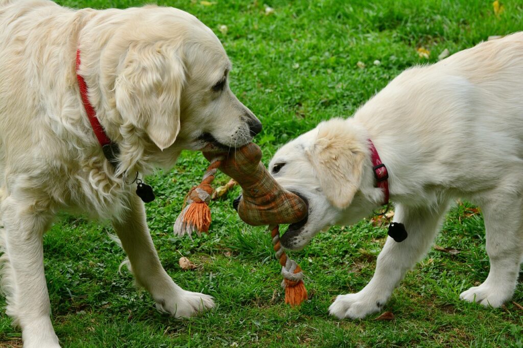 Como Ensinar o Teu Cachorro a Não Morder: Guia Completo de Treino em Animais de Estimação, Cães Como Ensinar o Teu Cachorro a Não Morder: Guia Completo de Treino