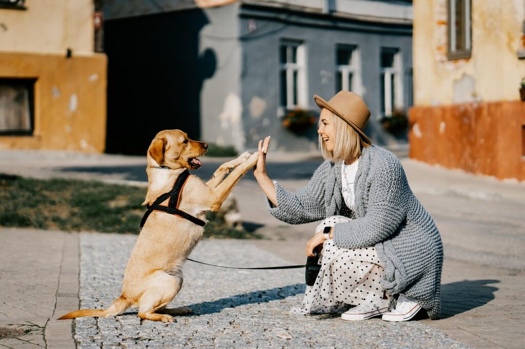 Dicas de Segurança no Verão para o Teu Cachorro em Animais de Estimação, Cães passear o cão