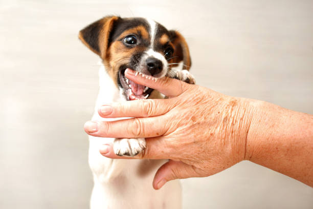Como Ensinar o Teu Cachorro a Não Morder: Guia Completo de Treino em Animais de Estimação, Cães morder