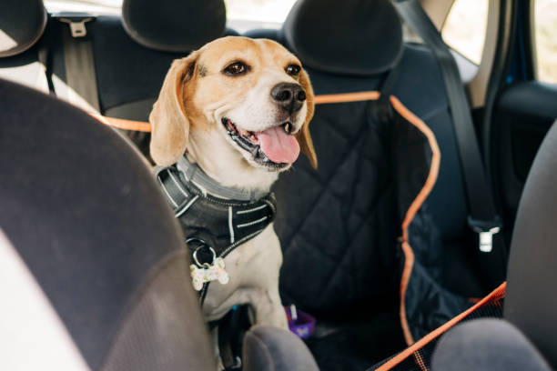 Enjoos dos Cães em Viagens de Carro: Como Ajudar o Seu Melhor Amigo a Viajar Tranquilo em Animais de Estimação, Cães cão viagem