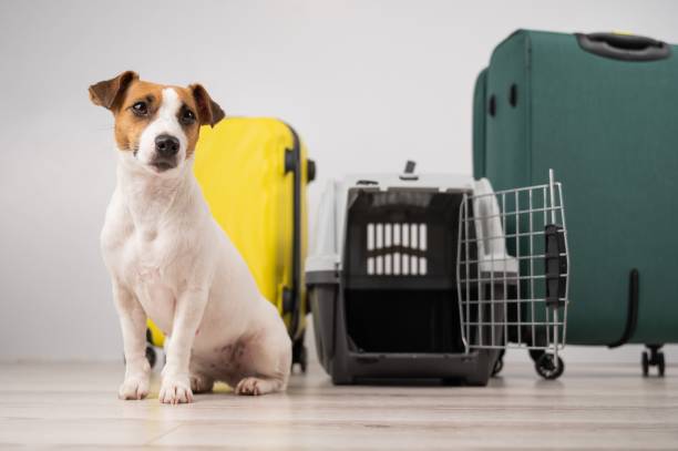 Transportadora de Animais: Segurança, Conforto e Liberdade de Movimento em Animais de Estimação, Cães, Gatos transportadora de animais