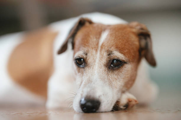 Enjoos dos Cães em Viagens de Carro: Como Ajudar o Seu Melhor Amigo a Viajar Tranquilo em Animais de Estimação, Cães enjoos