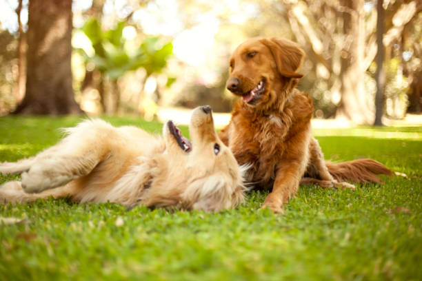Como Ensinar o Teu Cachorro a Não Morder: Guia Completo de Treino em Animais de Estimação, Cães cáes brincar