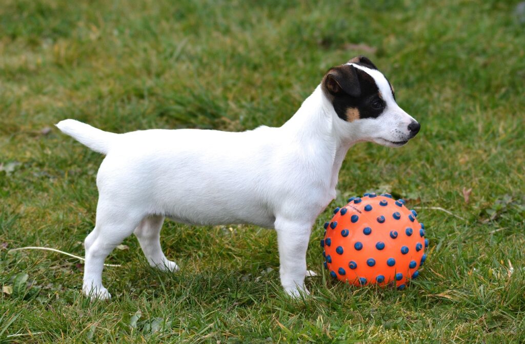 Decifrar a Linguagem Corporal dos Cães em Animais de Estimação, Cães linguagem corporal