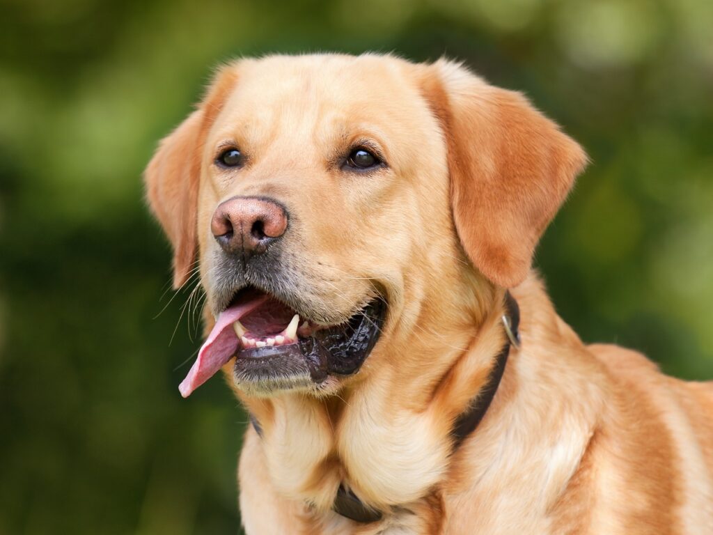 Dicas de Segurança no Verão para o Teu Cachorro em Animais de Estimação, Cães segurança no verão