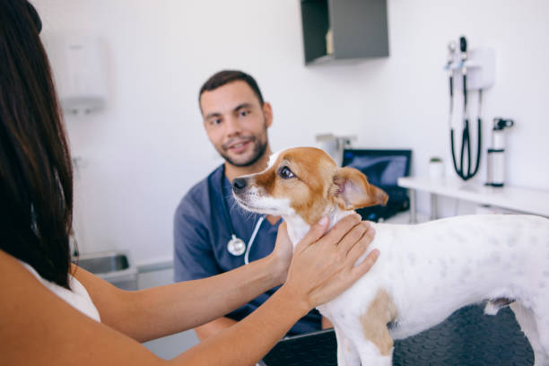 Sinais de Dor nos Animais: Como Perceber se o Cão ou Gato Está a Sofrer em Animais de Estimação, Cães, Gatos veterinário