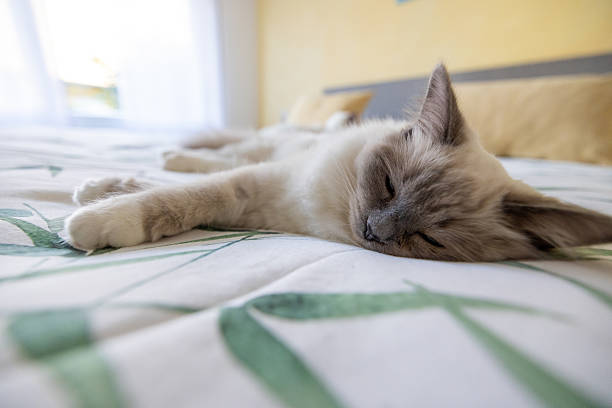 Síndrome do Gatinho Solitário: O Que É e Como Prevenir em Animais de Estimação, Gatos Síndrome do Gatinho Solitário