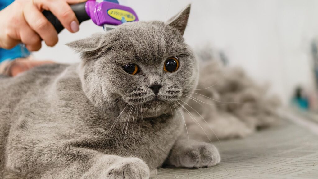 Escovar o Pelo do Seu Pet: Um Hábito Essencial para a Saúde e Felicidade em Animais de Estimação, Cães, Gatos escovar o pelo