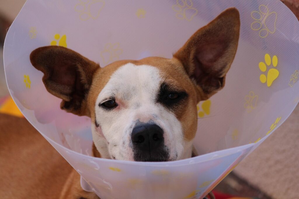 A importância da fisioterapia veterinária na recuperação de lesões em Animais de Estimação, Cães, Gatos fisioterapia veterinária
