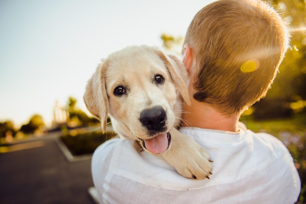 A importância da fisioterapia veterinária na recuperação de lesões em Animais de Estimação, Cães, Gatos A importância da fisioterapia veterinária na recuperação de lesões