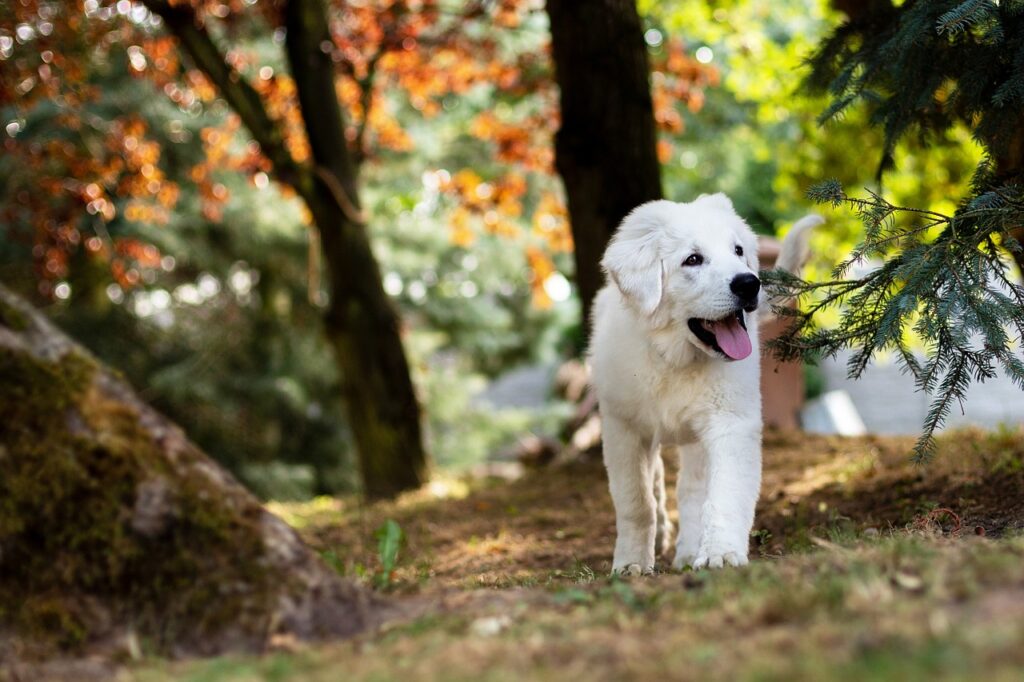 Pet-friendly em Portugal: cafés, hotéis e praias que aceitam animais em Animais de Estimação cão natureza