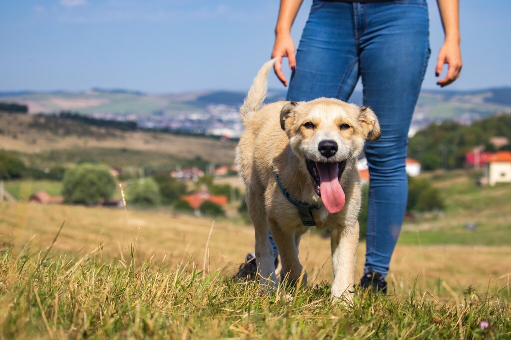 Pet-friendly em Portugal: cafés, hotéis e praias que aceitam animais em Animais de Estimação Pet-friendly em Portugal: cafés, hotéis e praias que aceitam animais