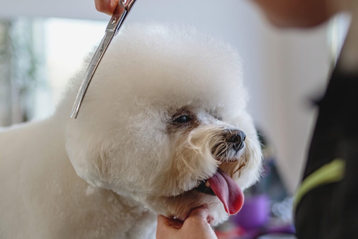 Grooming: Mais do que Estética, um Cuidado Vital para o Seu Pet