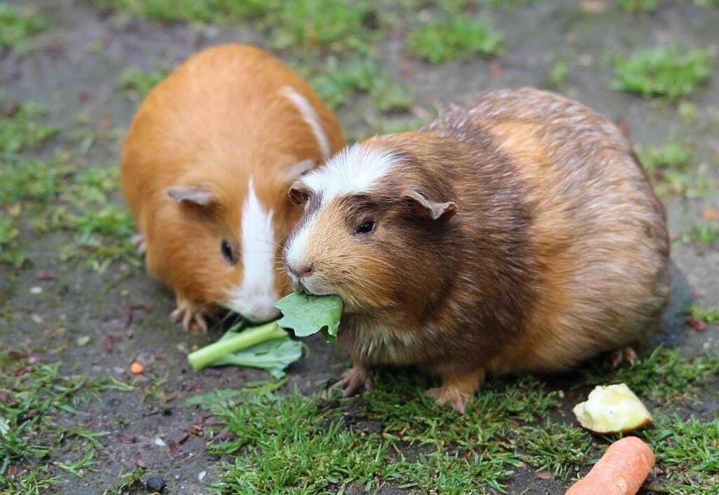 Cuidados essenciais com coelhos e roedores em Animais de Estimação porco india