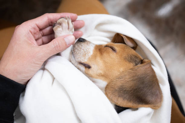 Cão a lamber as patas: causas mais comuns e como ajudar em Animais de Estimação, Cães patas