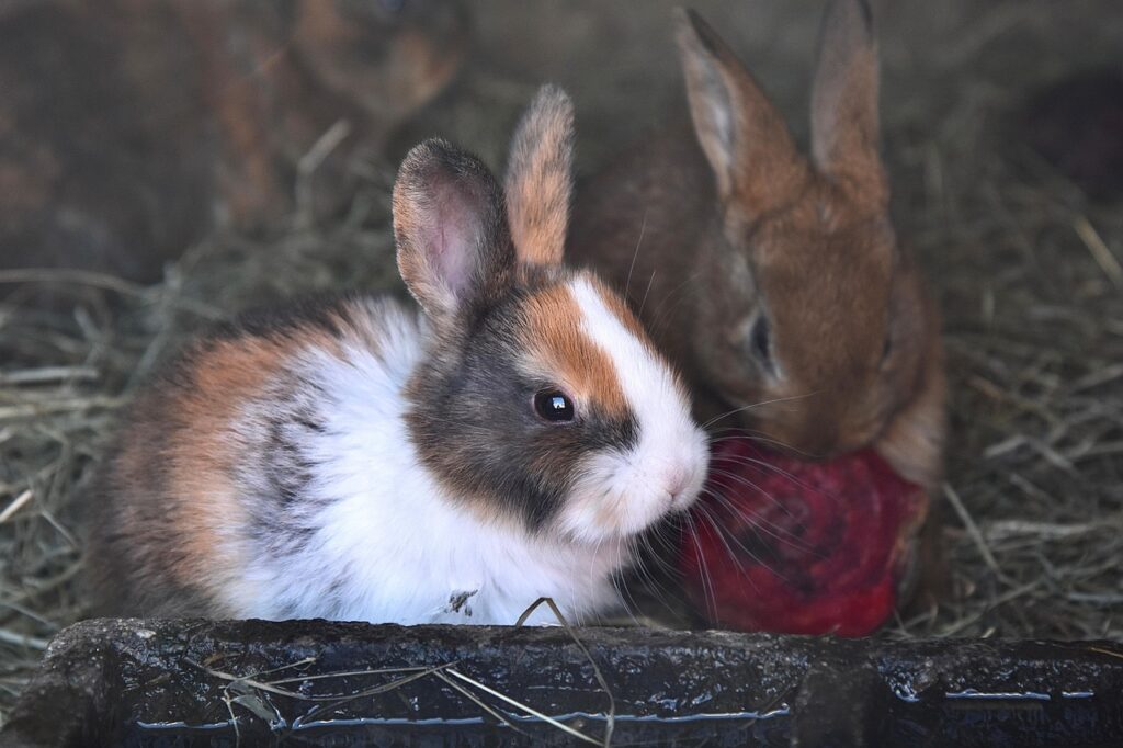 Cuidados essenciais com coelhos e roedores em Animais de Estimação coelhos