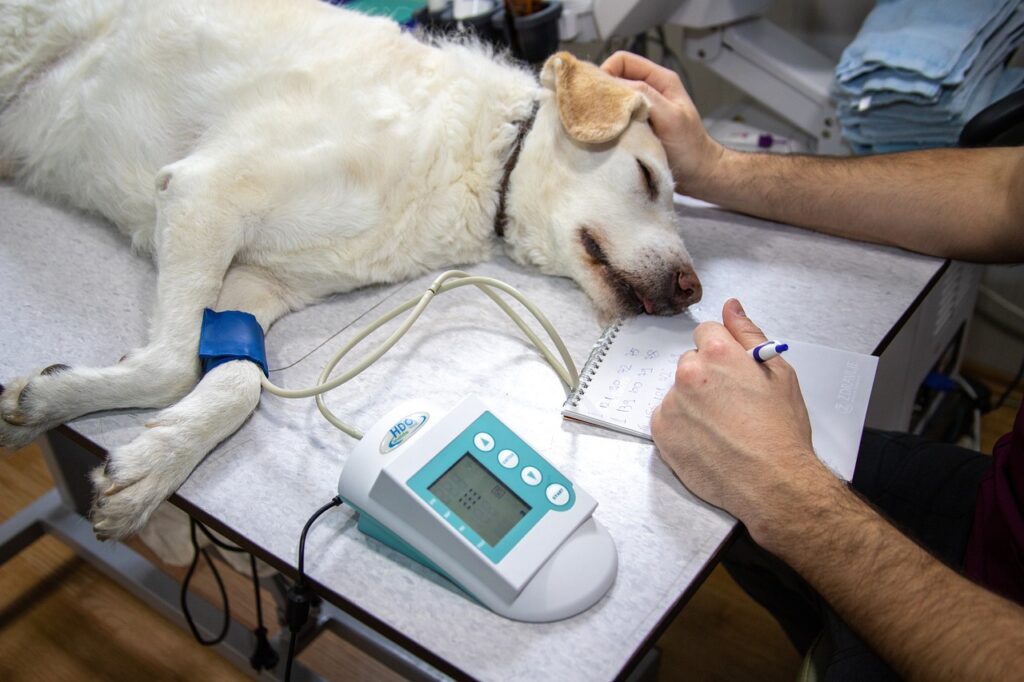 A importância da fisioterapia veterinária na recuperação de lesões em Animais de Estimação, Cães, Gatos fisioterapia