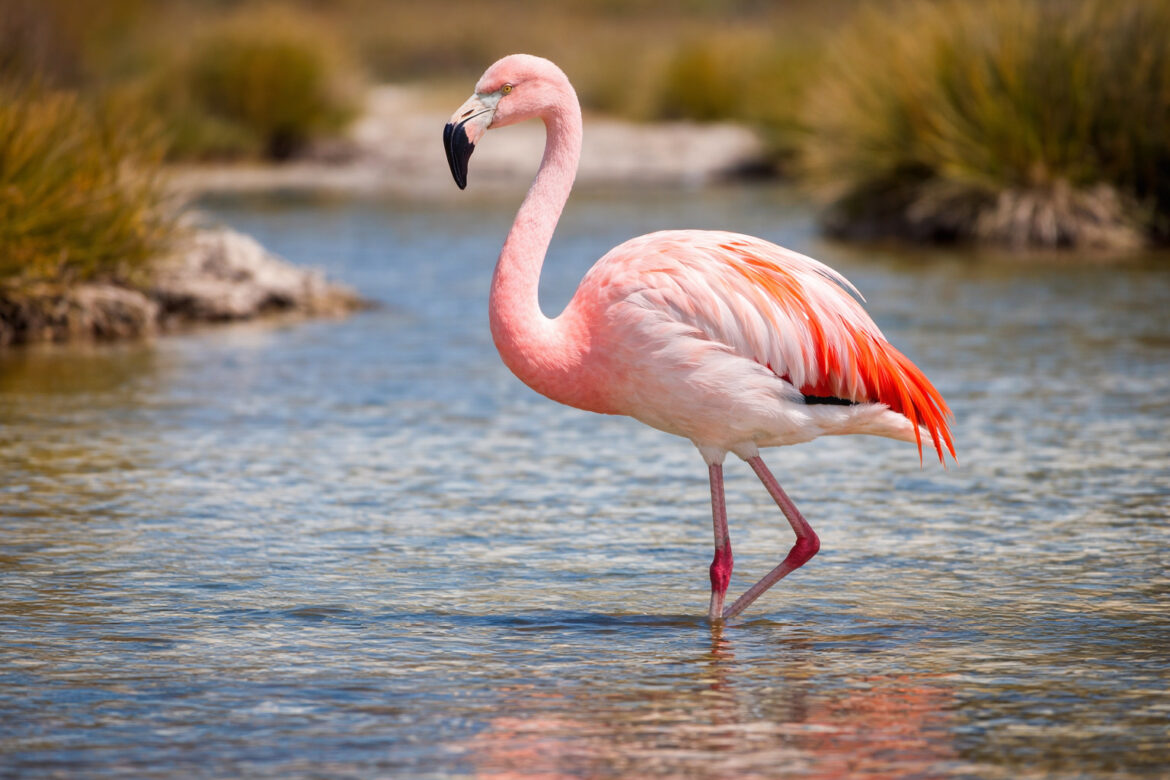 Flamingo-chileno: Descubra o Fabuloso Habitat Natural