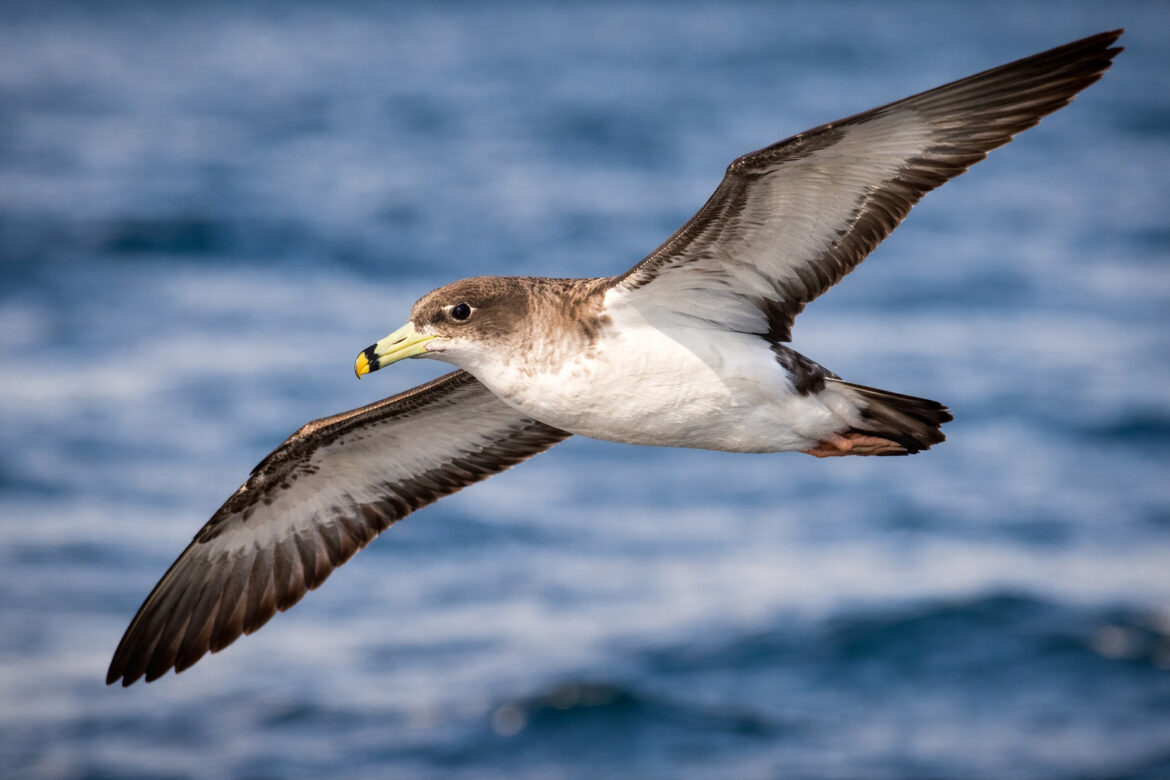 Cagarra: Descubra Este Espectacular Tesouro Natural