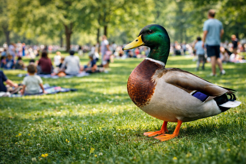 Pato-real: Impressionante Segredo para Atraí-lo! em Aves pato-real